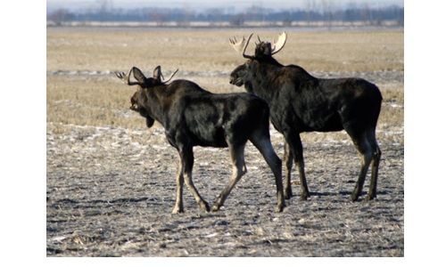 Moose near Harvey Image