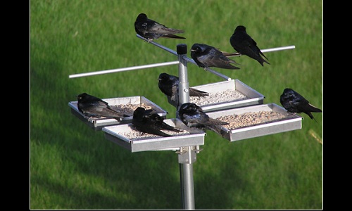 Purple Martins in the Outdoors column-March 30 issue Image