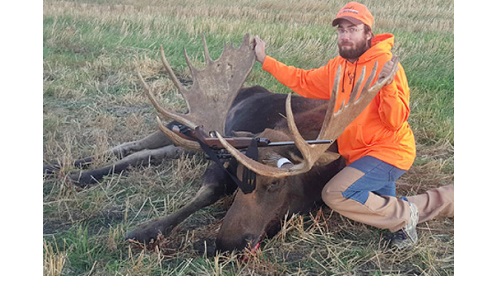 Moose harvested Image