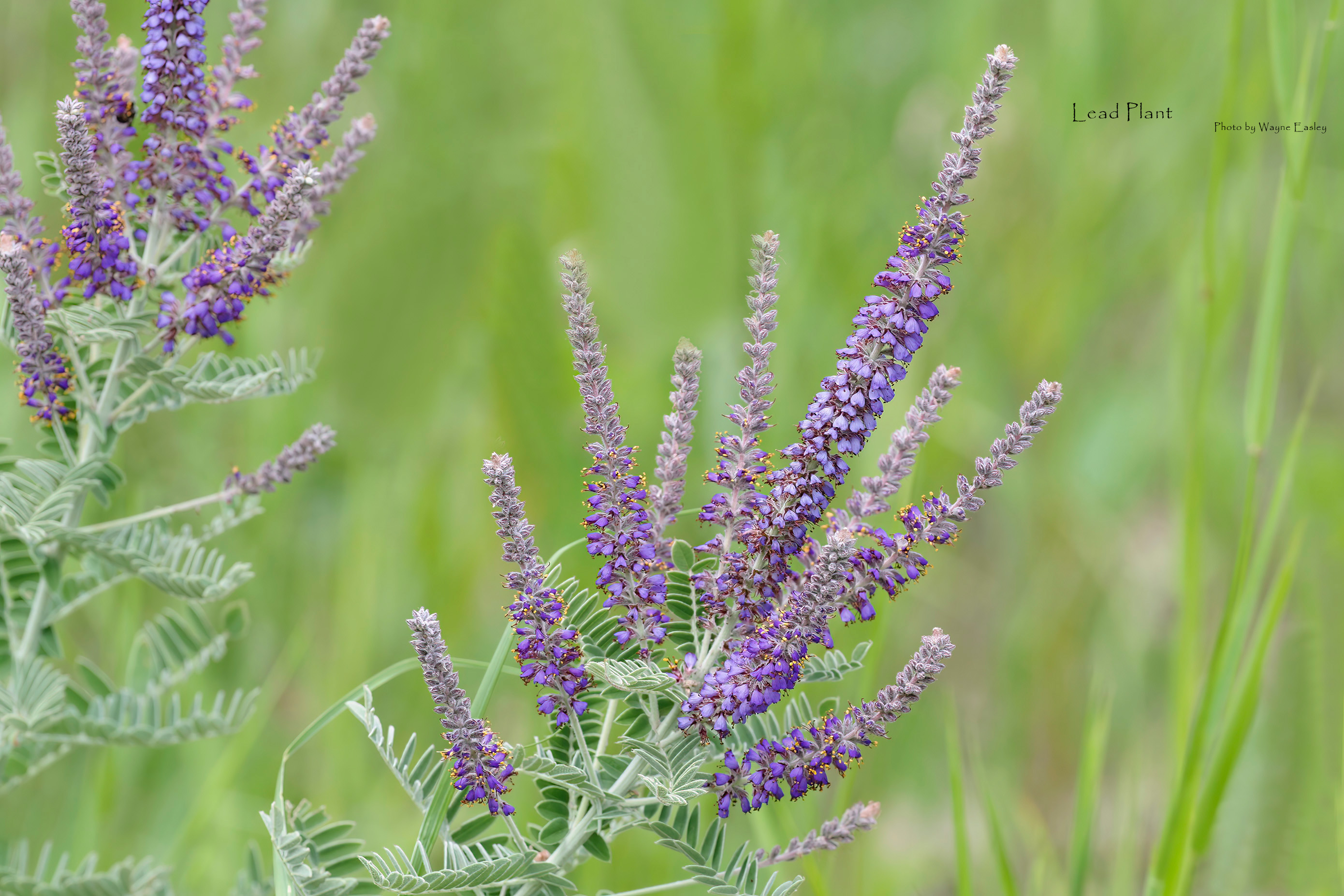 Lead Plant Image