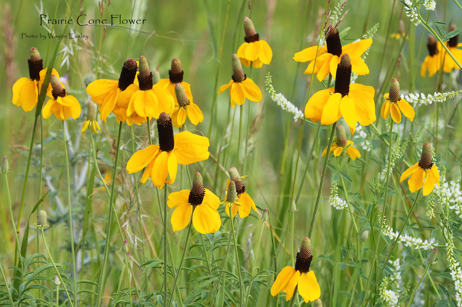 Prairie Cone Flower Image