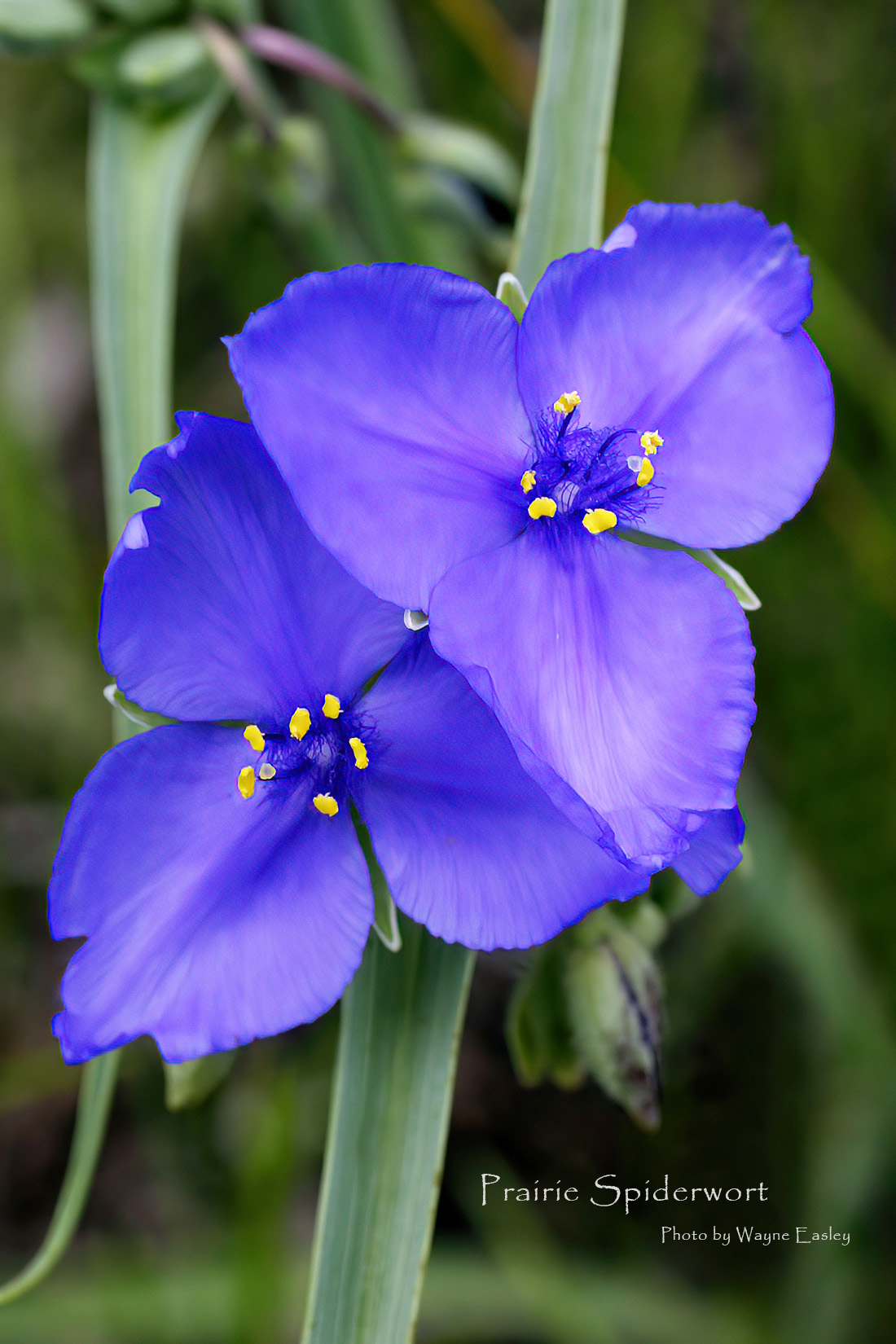 Prairie Spiderwort Image